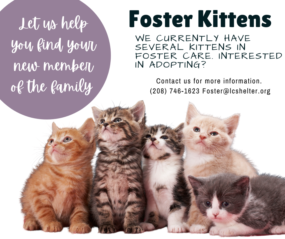 LCAS Foster Kitten Website Note 6.21